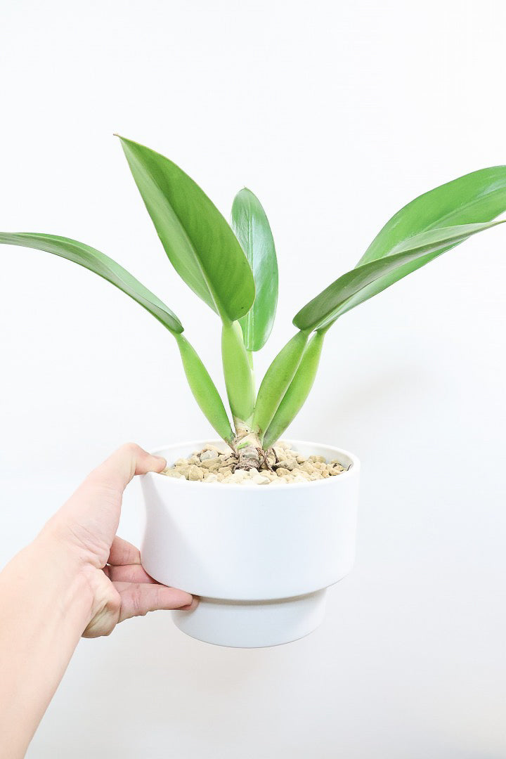 【フィロデンドロン キャニホニウム】APEGO初入荷！葉の根元が膨らんだオモシロいフォルムなんです！