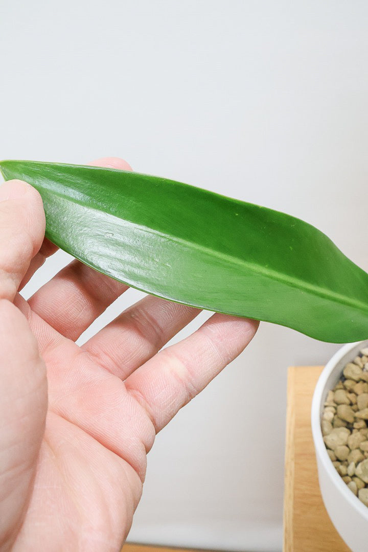 【フィロデンドロン キャニホニウム】APEGO初入荷！葉の根元が膨らんだオモシロいフォルムなんです！