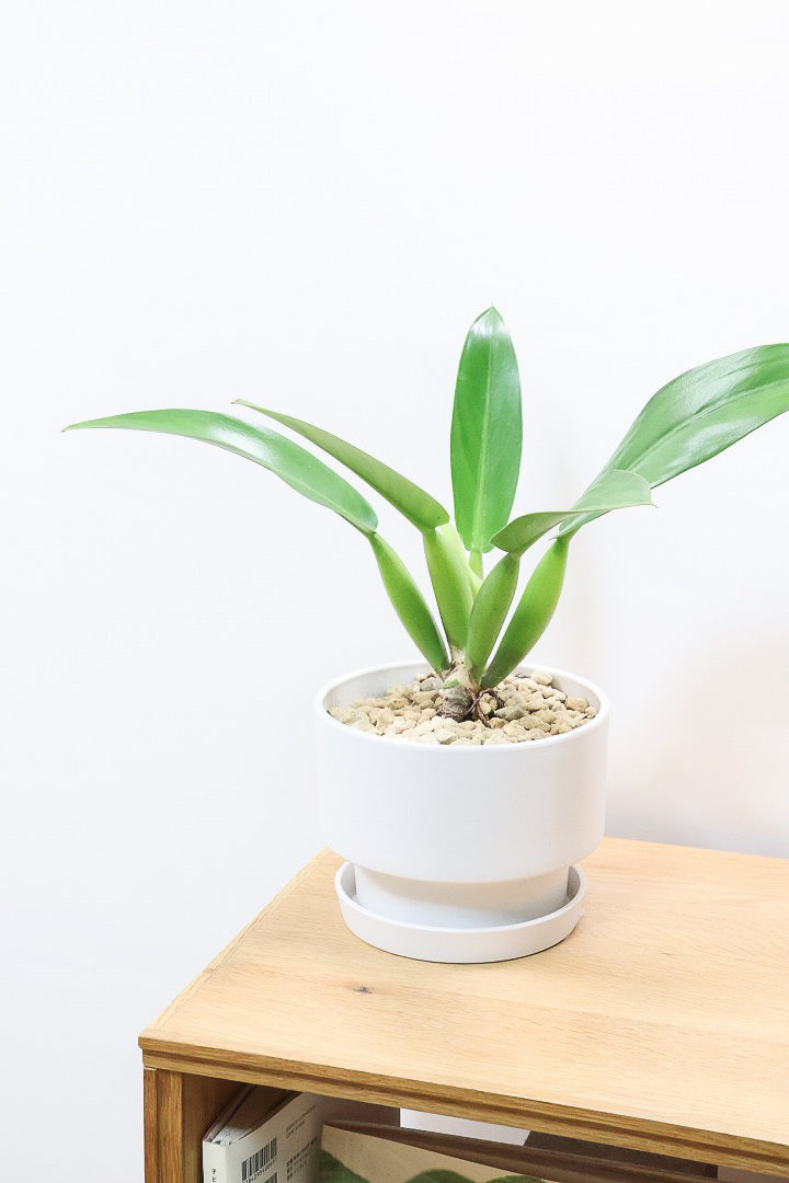 【フィロデンドロン キャニホニウム】APEGO初入荷！葉の根元が膨らんだオモシロいフォルムなんです！