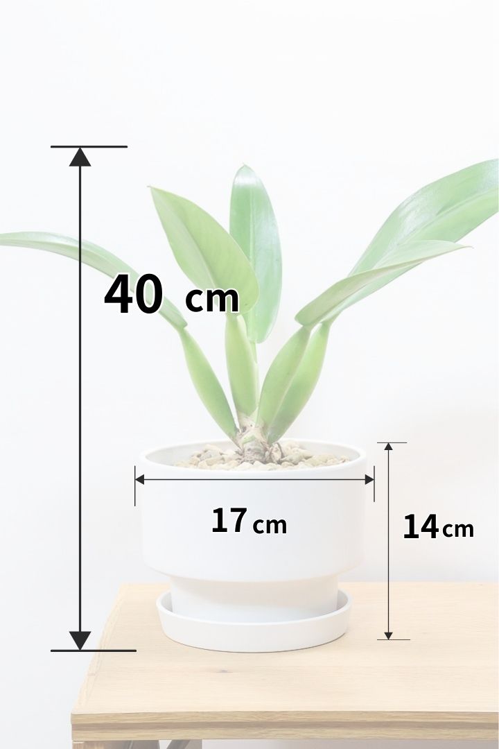 【フィロデンドロン キャニホニウム】APEGO初入荷！葉の根元が膨らんだオモシロいフォルムなんです！