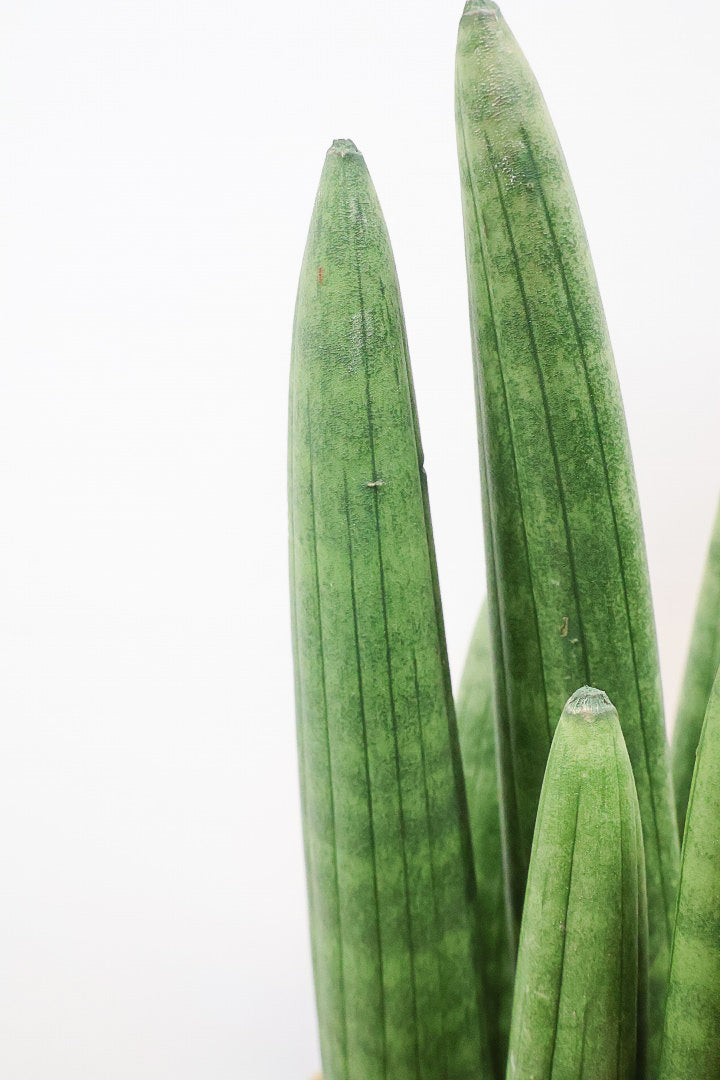 サンスベリア スタッキーWW61402| 観葉植物の通信販売 | APEGO(アペーゴ)