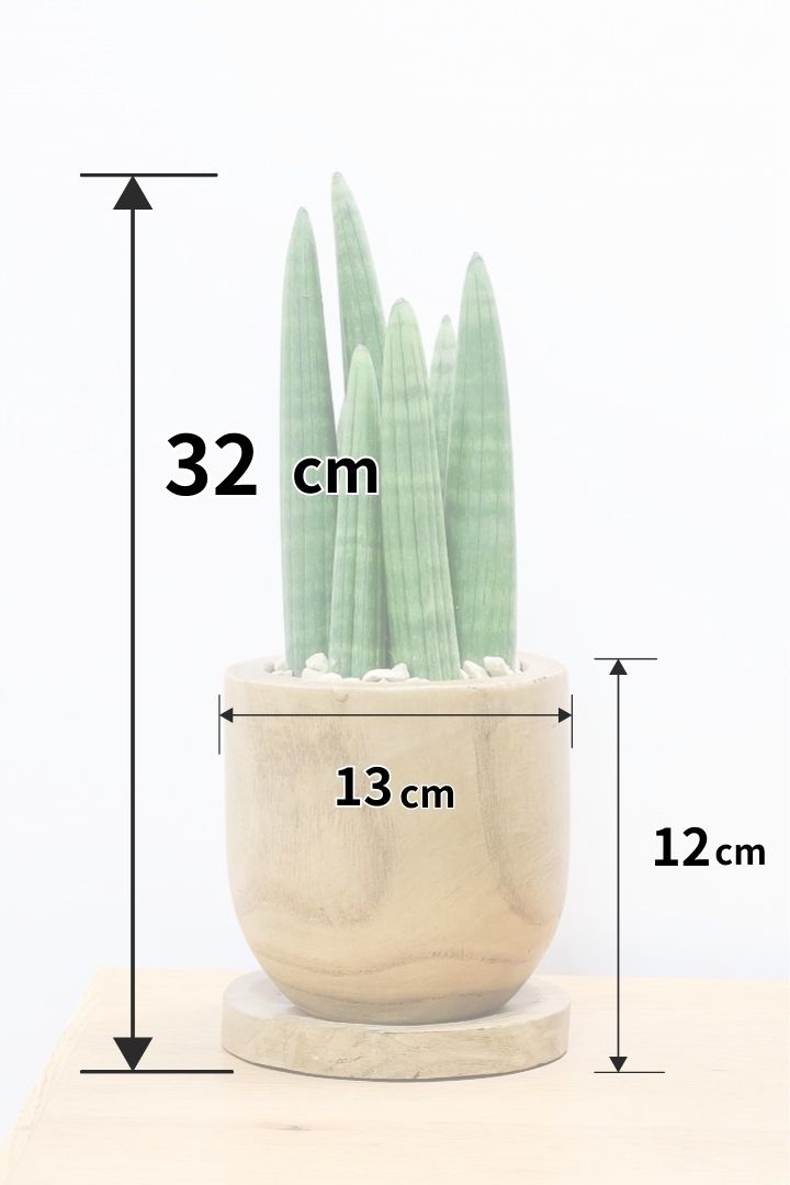 サンスベリア スタッキーWW61402| 観葉植物の通信販売 | APEGO(アペーゴ)