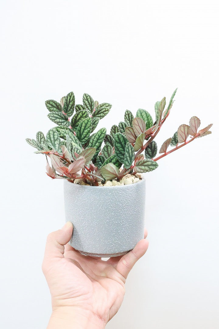 【ペリオニア プルクア】葉色がとても個性的！ぐんぐんと生長する育てやすい観葉植物です♪