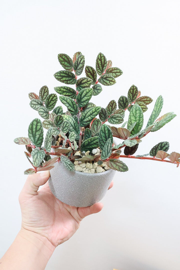 【ペリオニア プルクア】葉色がとても個性的！ぐんぐんと生長する育てやすい観葉植物です♪