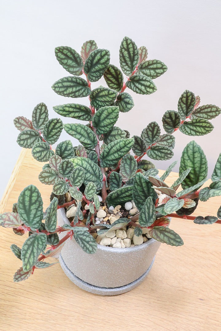 【ペリオニア プルクア】葉色がとても個性的！ぐんぐんと生長する育てやすい観葉植物です♪