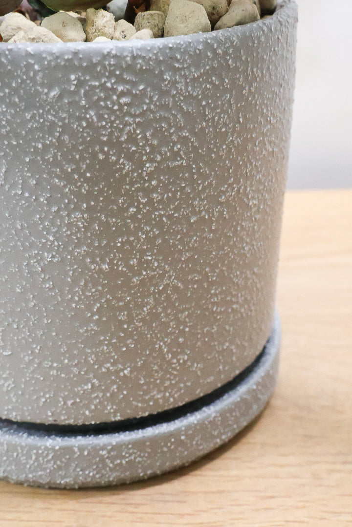 【ペリオニア プルクア】葉色がとても個性的！ぐんぐんと生長する育てやすい観葉植物です♪