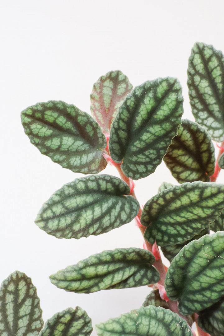 【ペリオニア プルクア】葉色がとても個性的！ぐんぐんと生長する育てやすい観葉植物です♪