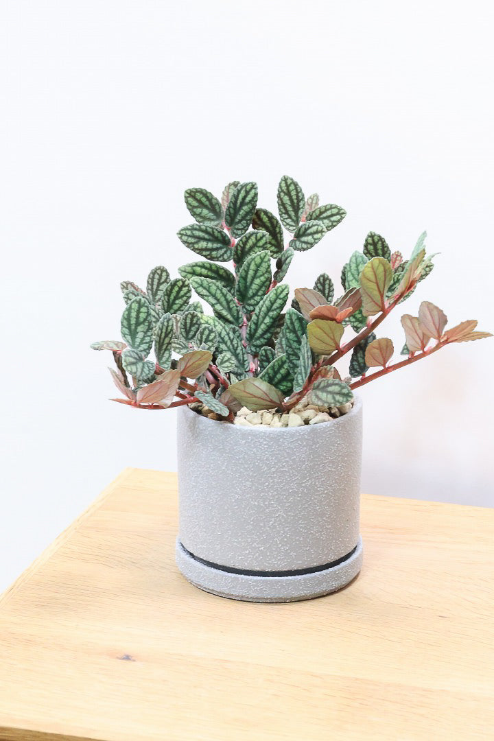 【ペリオニア プルクア】葉色がとても個性的！ぐんぐんと生長する育てやすい観葉植物です♪