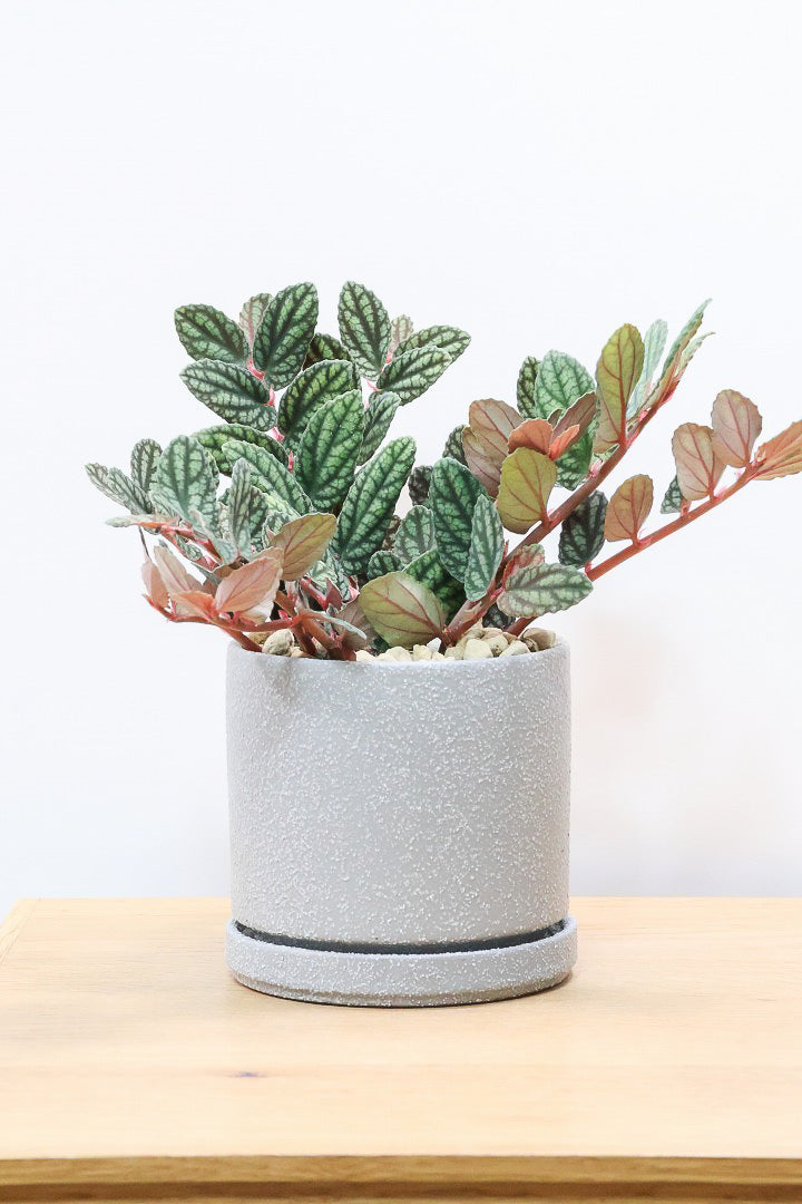 【ペリオニア プルクア】葉色がとても個性的！ぐんぐんと生長する育てやすい観葉植物です♪