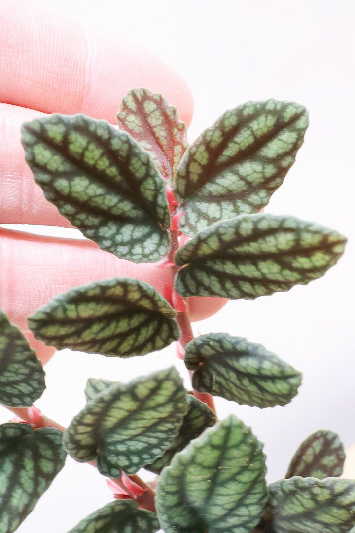 【ペリオニア プルクア】葉色がとても個性的！ぐんぐんと生長する育てやすい観葉植物です♪