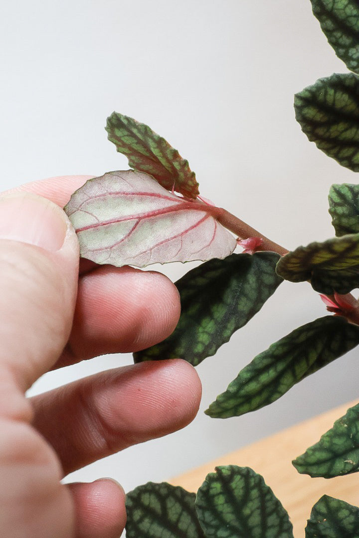 【ペリオニア プルクア】葉色がとても個性的！ぐんぐんと生長する育てやすい観葉植物です♪