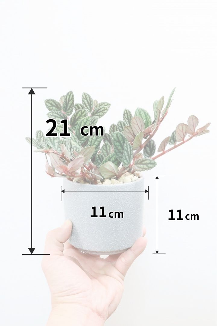 【ペリオニア プルクア】葉色がとても個性的！ぐんぐんと生長する育てやすい観葉植物です♪