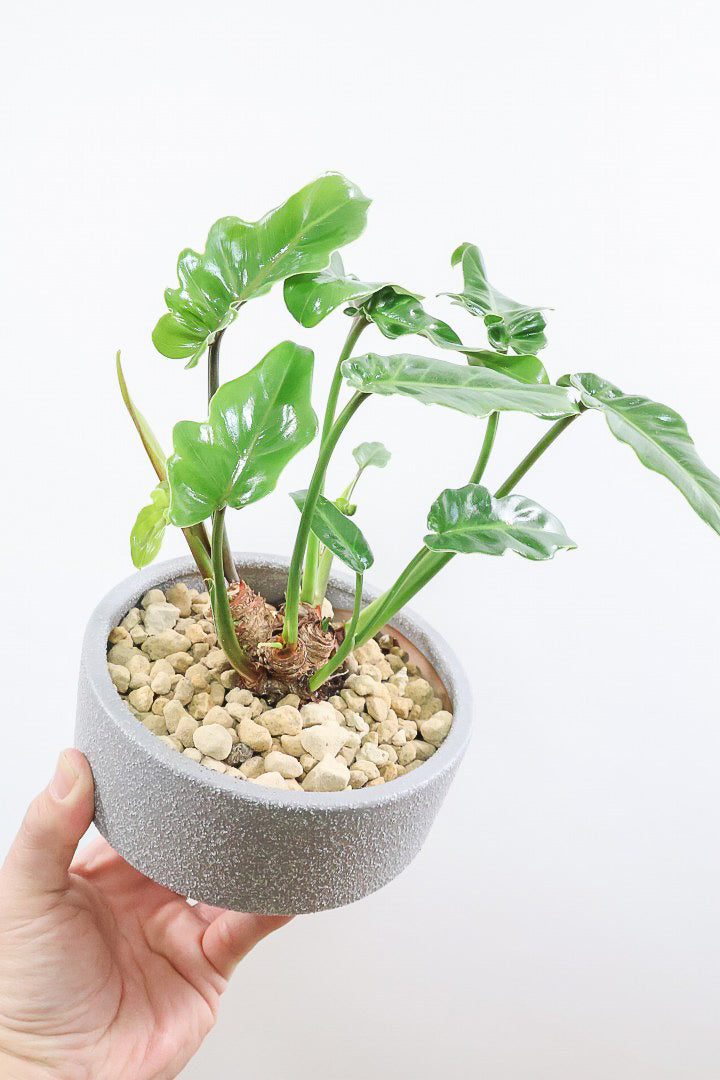 【クッカバラ】このサイズ感でここまで幹が立派なものそんなに入荷しません！是非ともお勧めします！