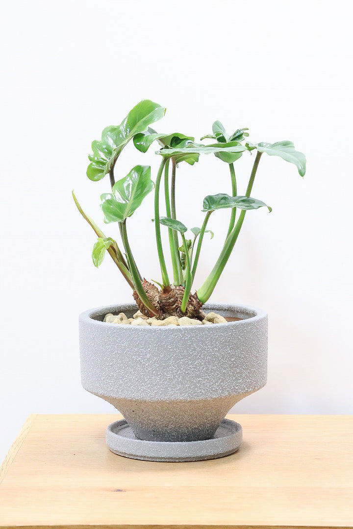 【クッカバラ】このサイズ感でここまで幹が立派なものそんなに入荷しません！是非ともお勧めします！