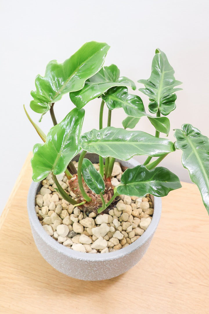 【クッカバラ】このサイズ感でここまで幹が立派なものそんなに入荷しません！是非ともお勧めします！