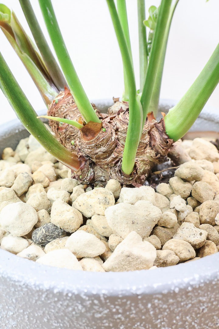 【クッカバラ】このサイズ感でここまで幹が立派なものそんなに入荷しません！是非ともお勧めします！