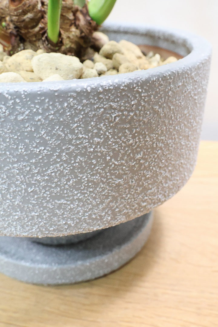 【クッカバラ】このサイズ感でここまで幹が立派なものそんなに入荷しません！是非ともお勧めします！