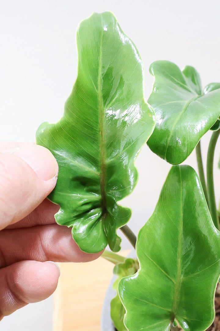 【クッカバラ】このサイズ感でここまで幹が立派なものそんなに入荷しません！是非ともお勧めします！