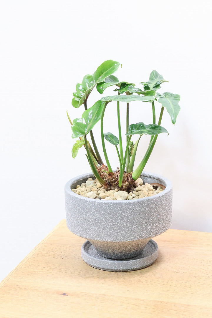 【クッカバラ】このサイズ感でここまで幹が立派なものそんなに入荷しません！是非ともお勧めします！