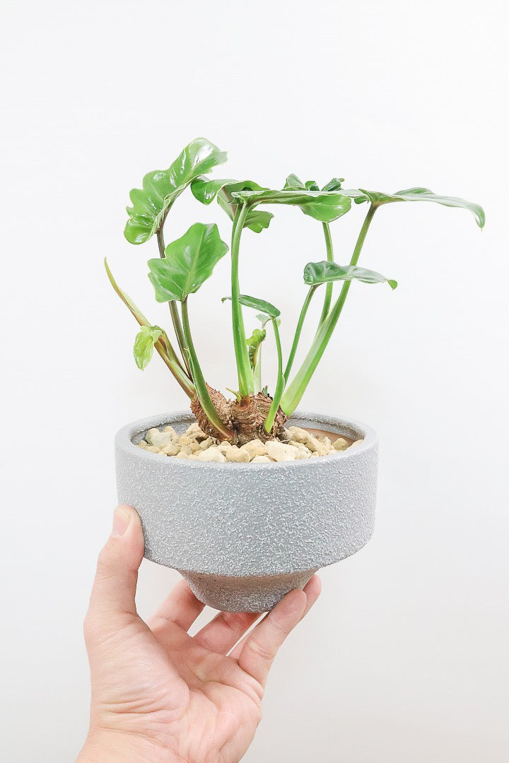 【クッカバラ】このサイズ感でここまで幹が立派なものそんなに入荷しません！是非ともお勧めします！