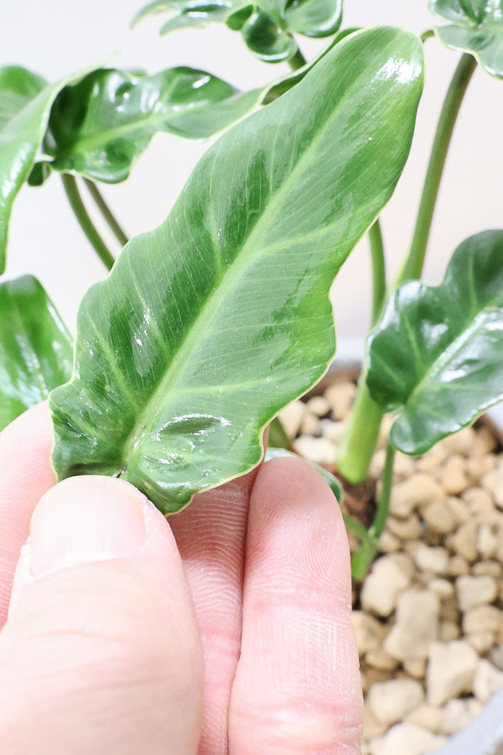 【クッカバラ】このサイズ感でここまで幹が立派なものそんなに入荷しません！是非ともお勧めします！