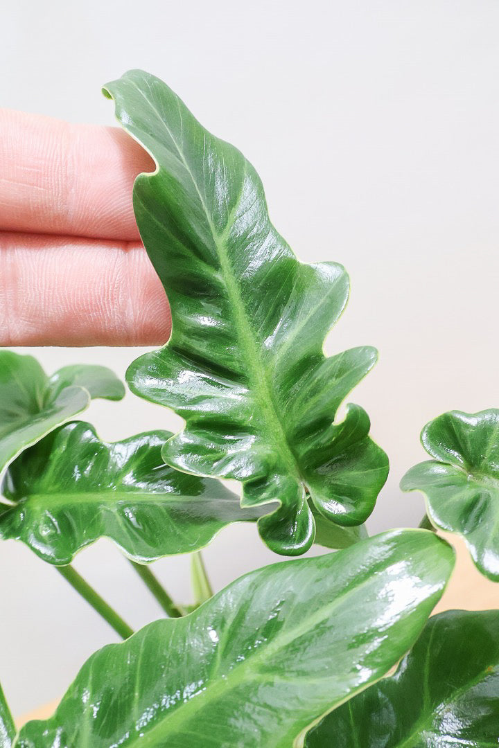 【クッカバラ】このサイズ感でここまで幹が立派なものそんなに入荷しません！是非ともお勧めします！