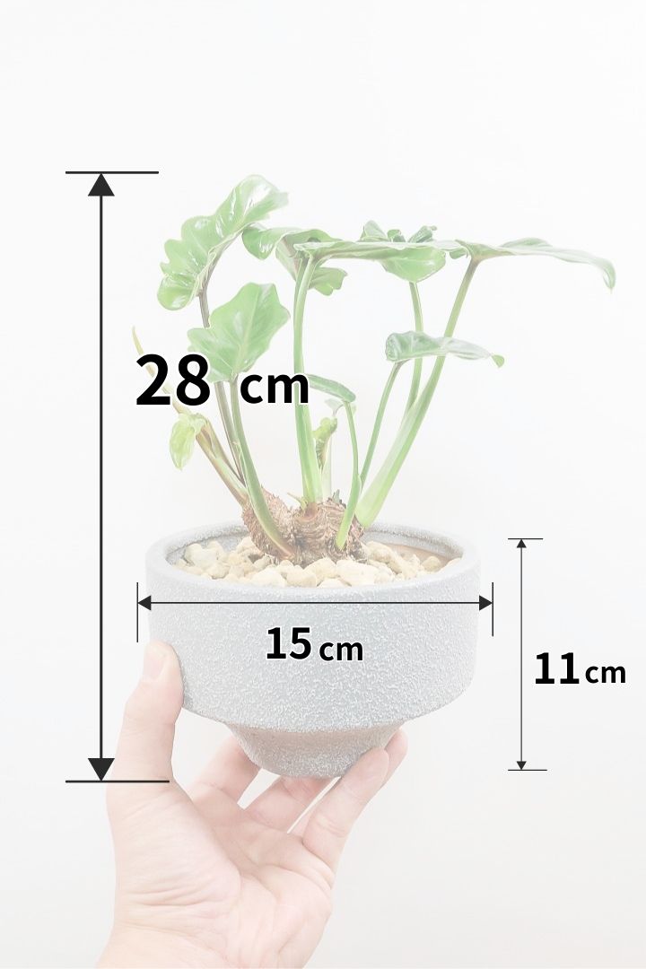 【クッカバラ】このサイズ感でここまで幹が立派なものそんなに入荷しません！是非ともお勧めします！