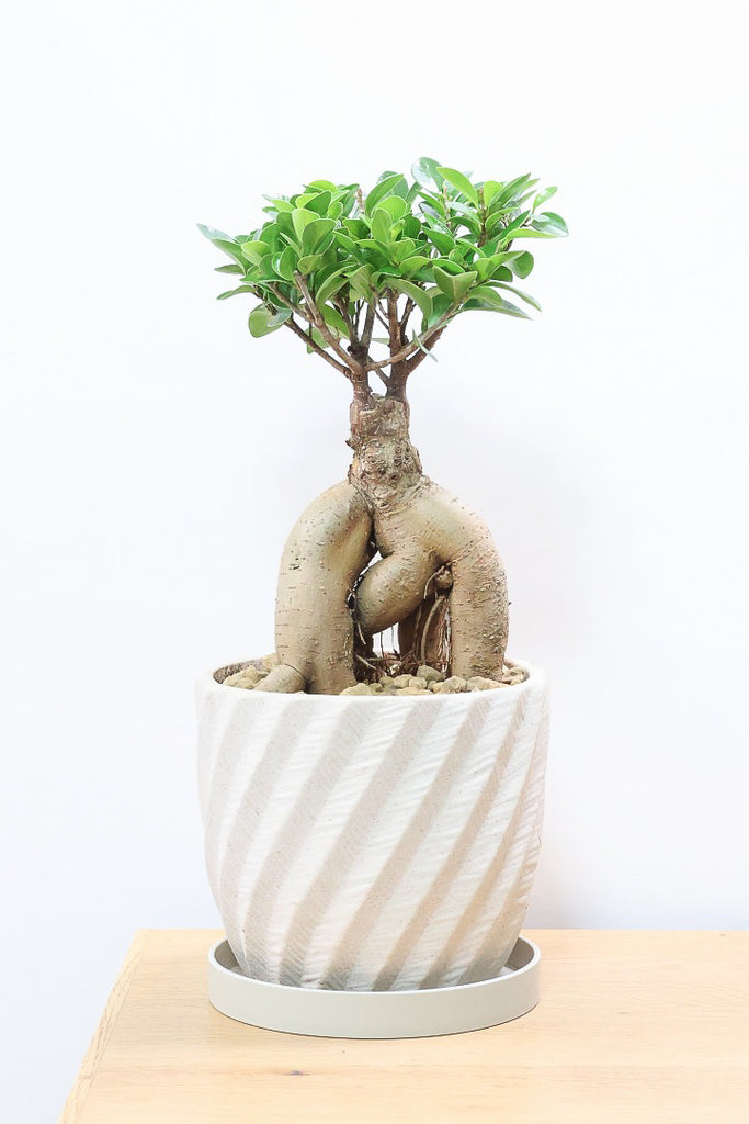 ガジュマルW61408| 観葉植物の通信販売 | APEGO(アペーゴ)