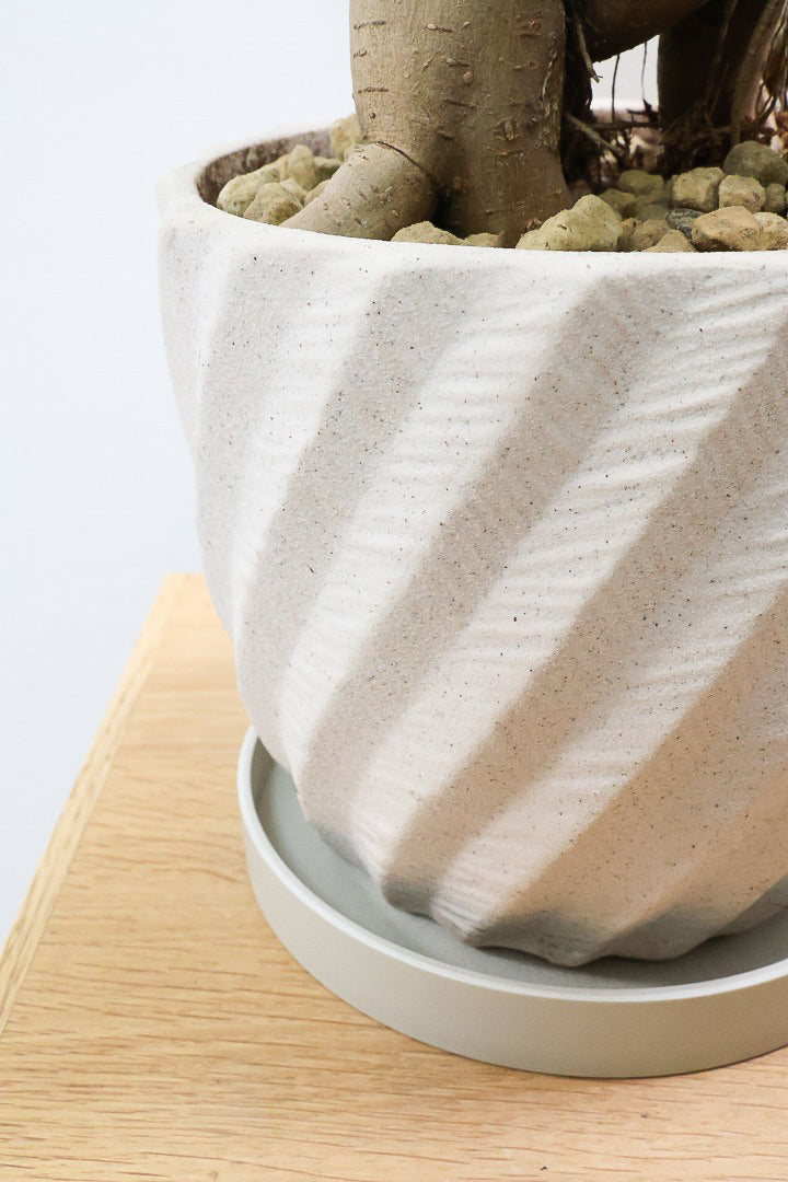 ガジュマルW61408| 観葉植物の通信販売 | APEGO(アペーゴ)