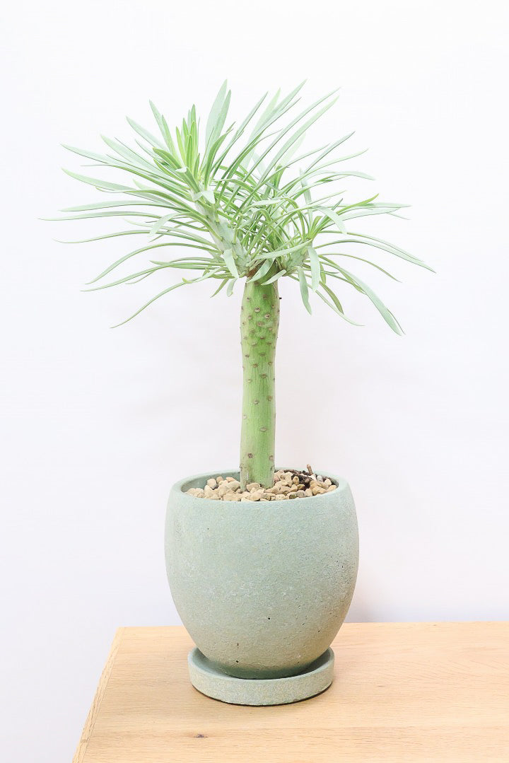 【モンキーツリー】極太の幹！幸せが訪れる言い伝えがあります♪茨城県のモンキーツリーの生産者さんの選りすぐりの個体です！