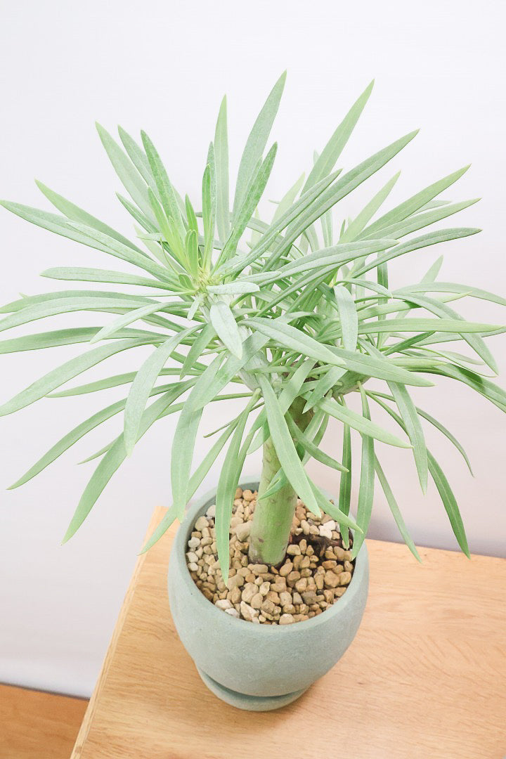 【モンキーツリー】極太の幹！幸せが訪れる言い伝えがあります♪茨城県のモンキーツリーの生産者さんの選りすぐりの個体です！