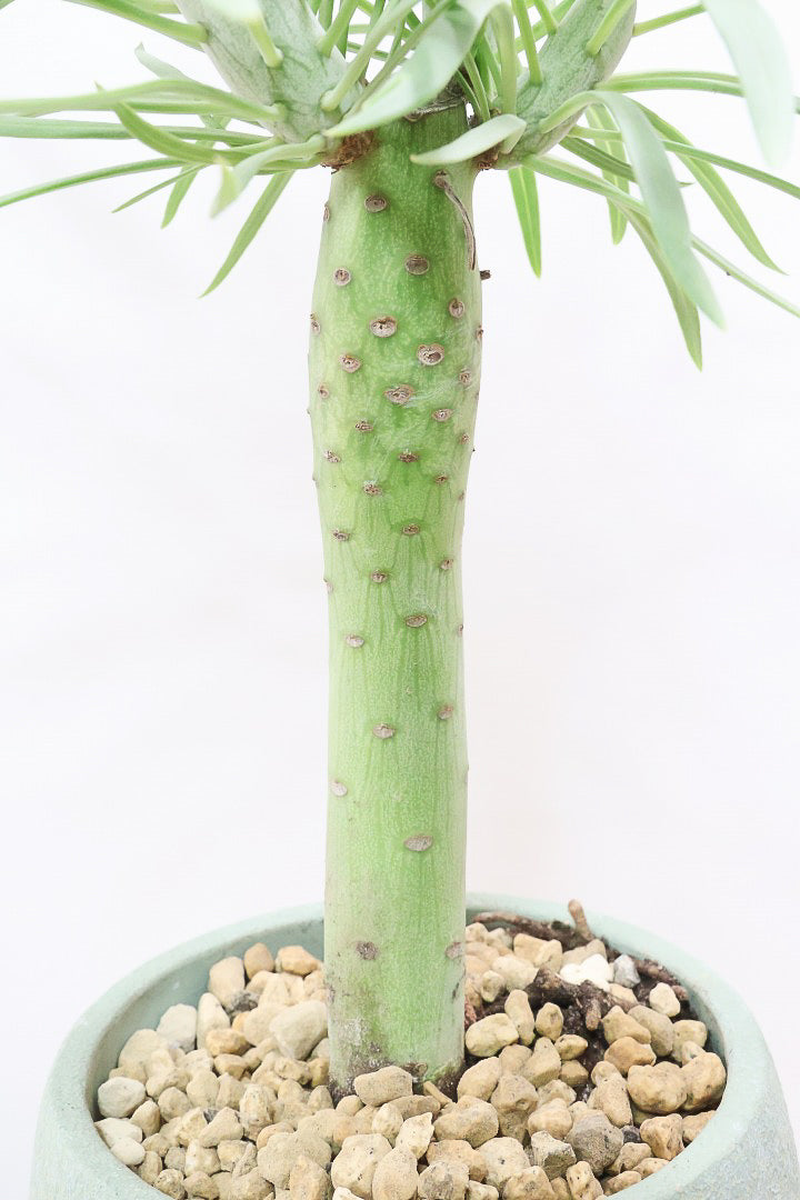 【モンキーツリー】極太の幹！幸せが訪れる言い伝えがあります♪茨城県のモンキーツリーの生産者さんの選りすぐりの個体です！