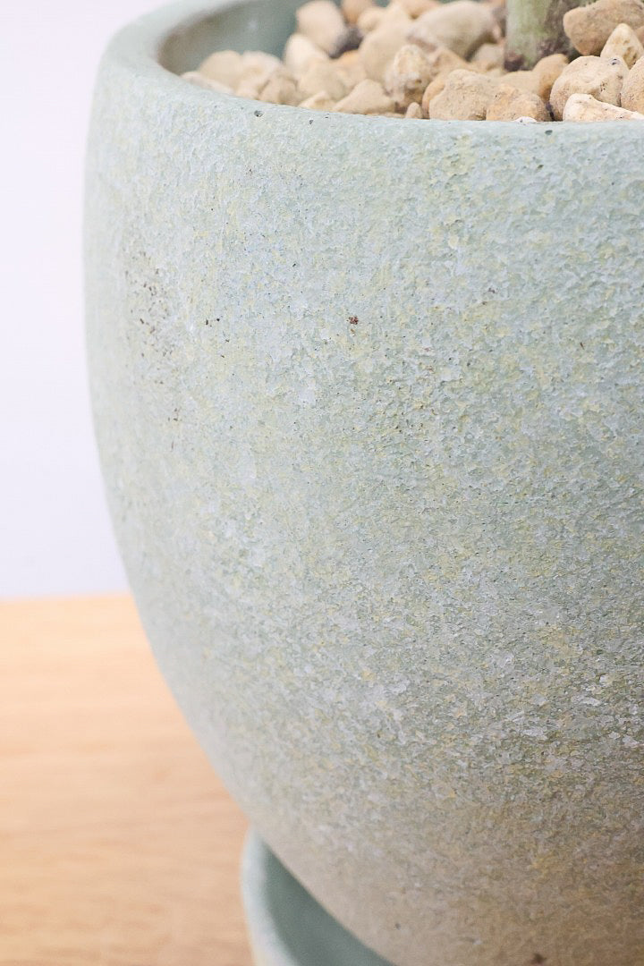 【モンキーツリー】極太の幹！幸せが訪れる言い伝えがあります♪茨城県のモンキーツリーの生産者さんの選りすぐりの個体です！