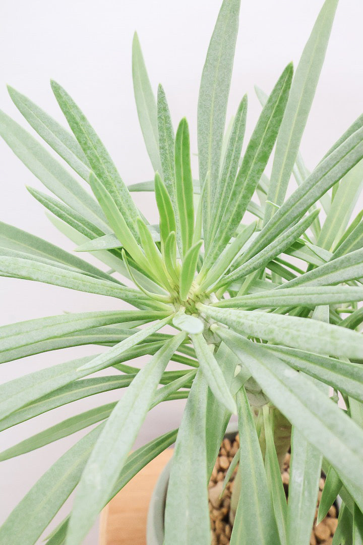 【モンキーツリー】極太の幹！幸せが訪れる言い伝えがあります♪茨城県のモンキーツリーの生産者さんの選りすぐりの個体です！