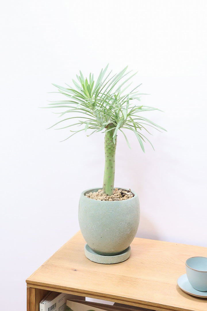 【モンキーツリー】極太の幹！幸せが訪れる言い伝えがあります♪茨城県のモンキーツリーの生産者さんの選りすぐりの個体です！