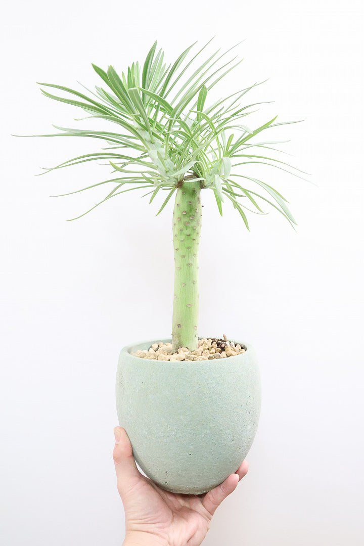 【モンキーツリー】極太の幹！幸せが訪れる言い伝えがあります♪茨城県のモンキーツリーの生産者さんの選りすぐりの個体です！