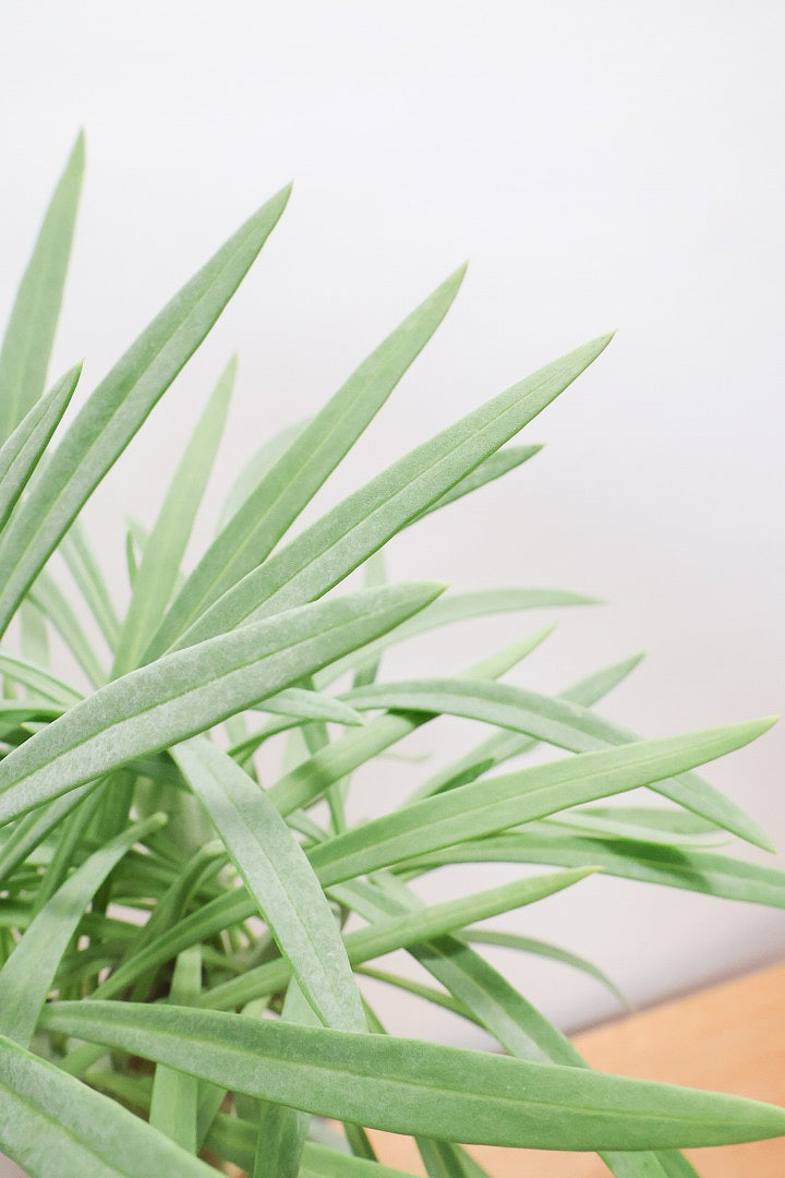 【モンキーツリー】極太の幹！幸せが訪れる言い伝えがあります♪茨城県のモンキーツリーの生産者さんの選りすぐりの個体です！