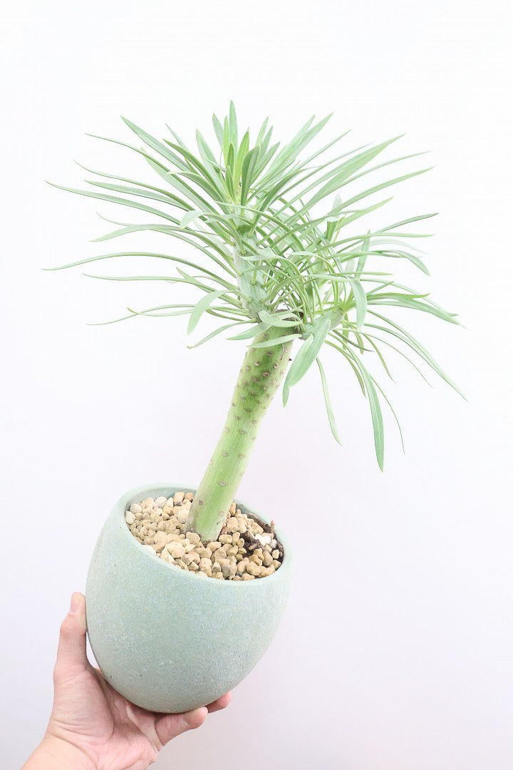 【モンキーツリー】極太の幹！幸せが訪れる言い伝えがあります♪茨城県のモンキーツリーの生産者さんの選りすぐりの個体です！