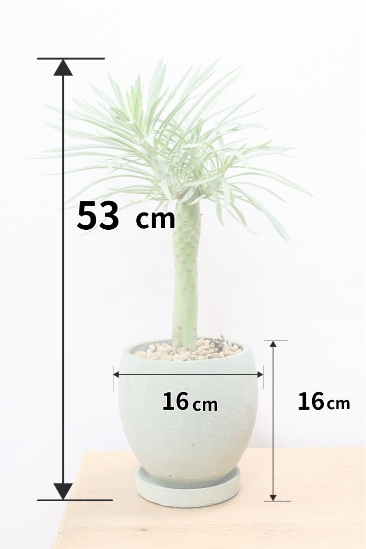 【モンキーツリー】極太の幹！幸せが訪れる言い伝えがあります♪茨城県のモンキーツリーの生産者さんの選りすぐりの個体です！