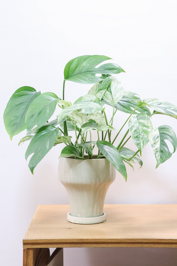 【エピプレナム ピナツム マーブル】この葉の美しさはスゴイです！ボリュームもありますので是非ともお勧めします！