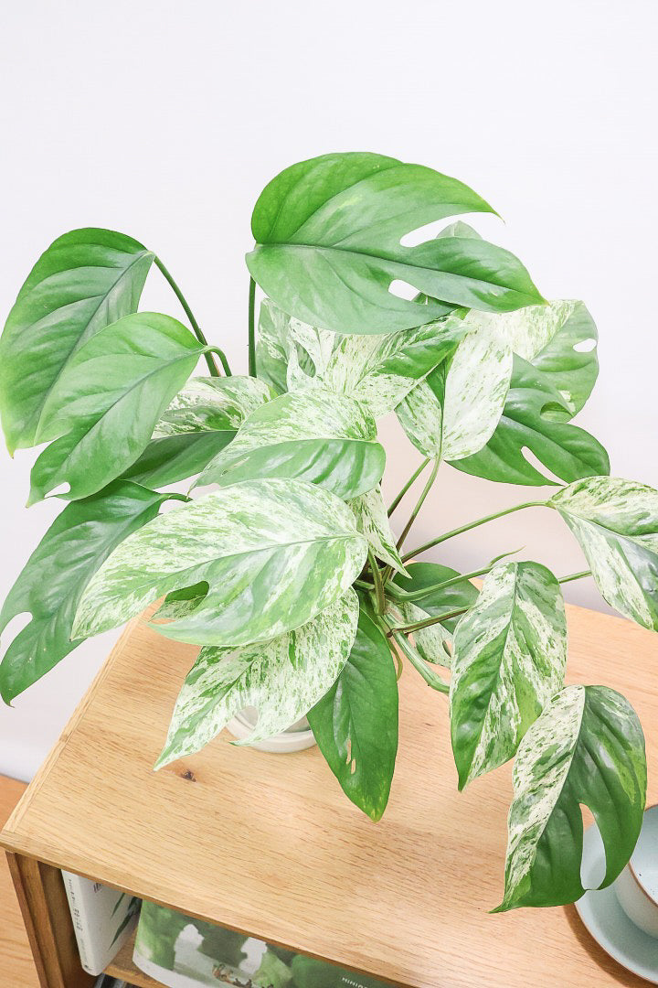 【エピプレナム ピナツム マーブル】この葉の美しさはスゴイです！ボリュームもありますので是非ともお勧めします！