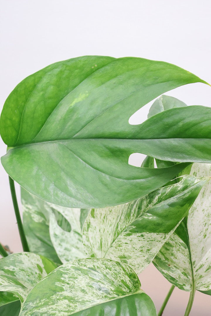 【エピプレナム ピナツム マーブル】この葉の美しさはスゴイです！ボリュームもありますので是非ともお勧めします！