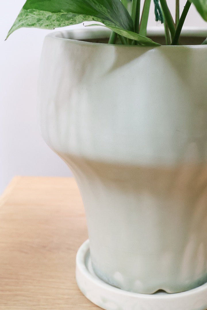 【エピプレナム ピナツム マーブル】この葉の美しさはスゴイです！ボリュームもありますので是非ともお勧めします！