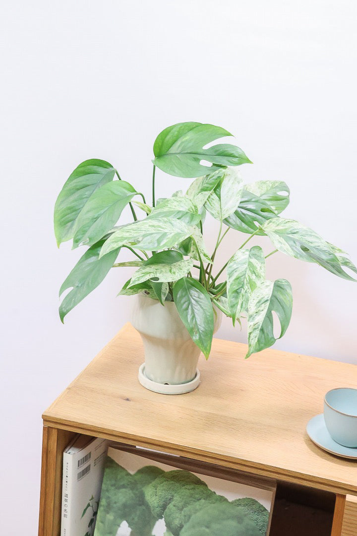 【エピプレナム ピナツム マーブル】この葉の美しさはスゴイです！ボリュームもありますので是非ともお勧めします！