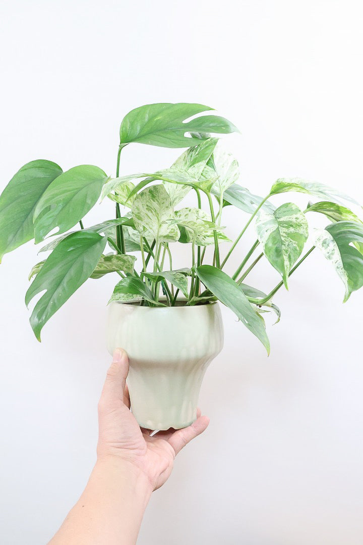 【エピプレナム ピナツム マーブル】この葉の美しさはスゴイです！ボリュームもありますので是非ともお勧めします！