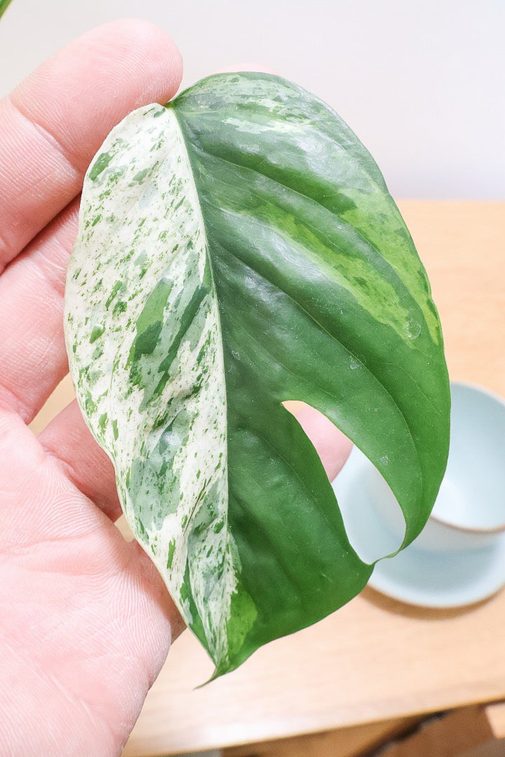 【エピプレナム ピナツム マーブル】この葉の美しさはスゴイです！ボリュームもありますので是非ともお勧めします！