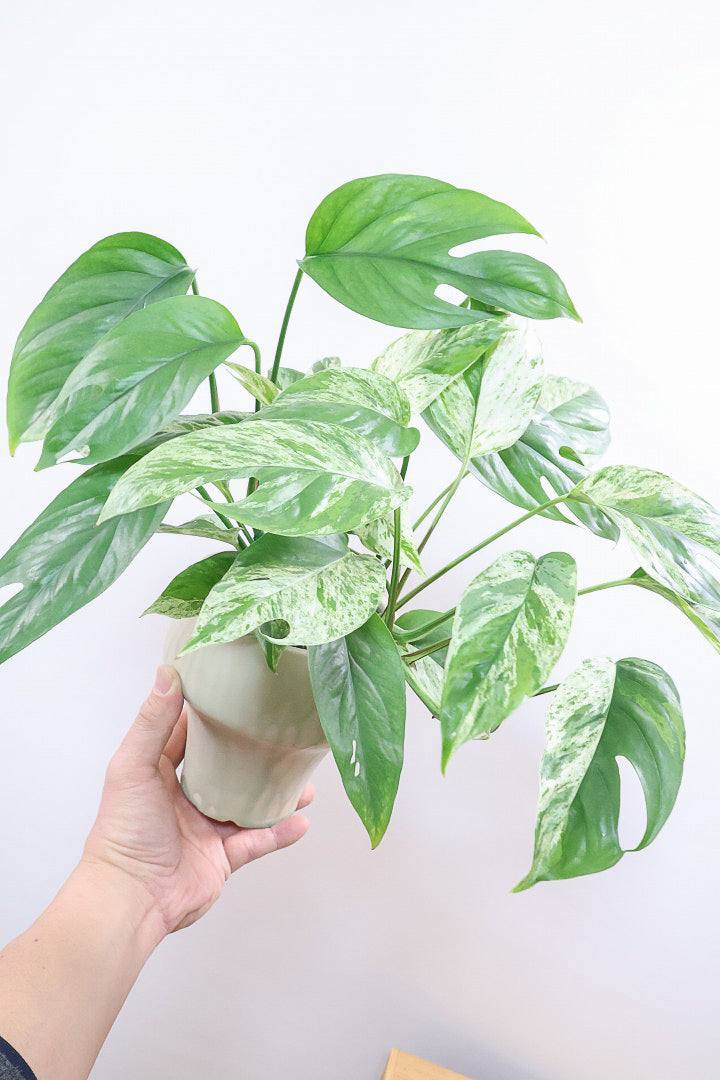 【エピプレナム ピナツム マーブル】この葉の美しさはスゴイです！ボリュームもありますので是非ともお勧めします！