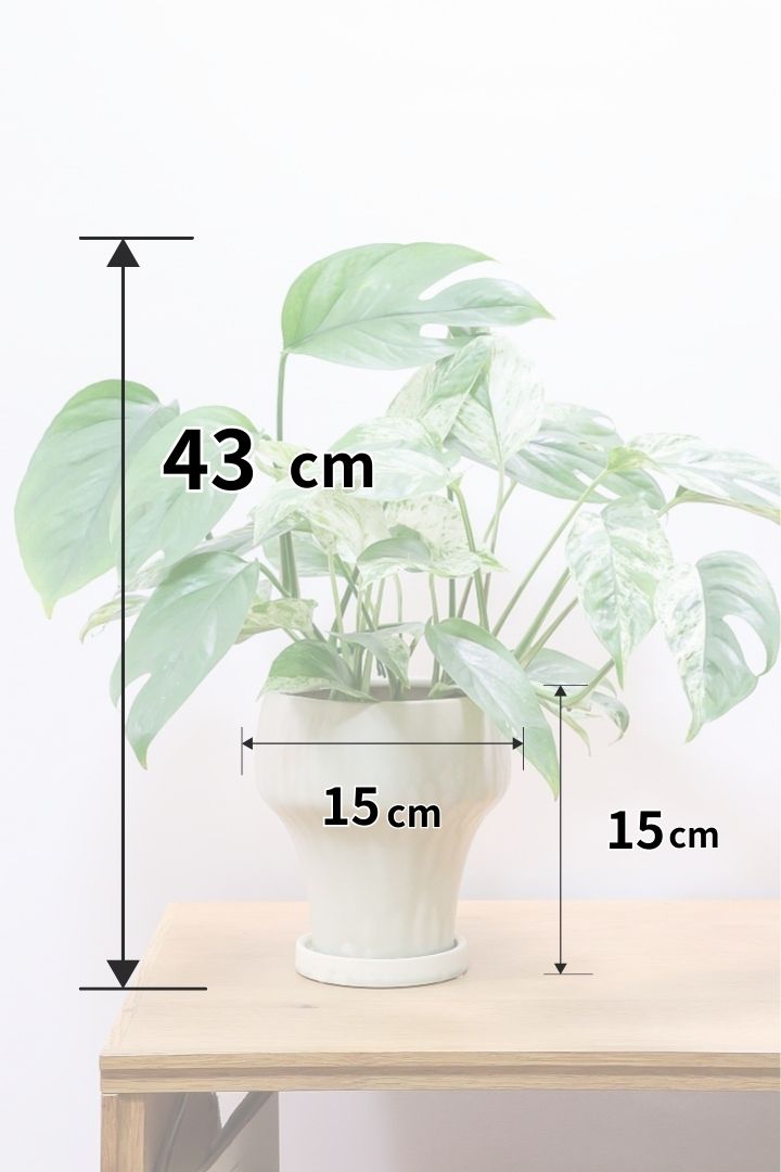 【エピプレナム ピナツム マーブル】この葉の美しさはスゴイです！ボリュームもありますので是非ともお勧めします！