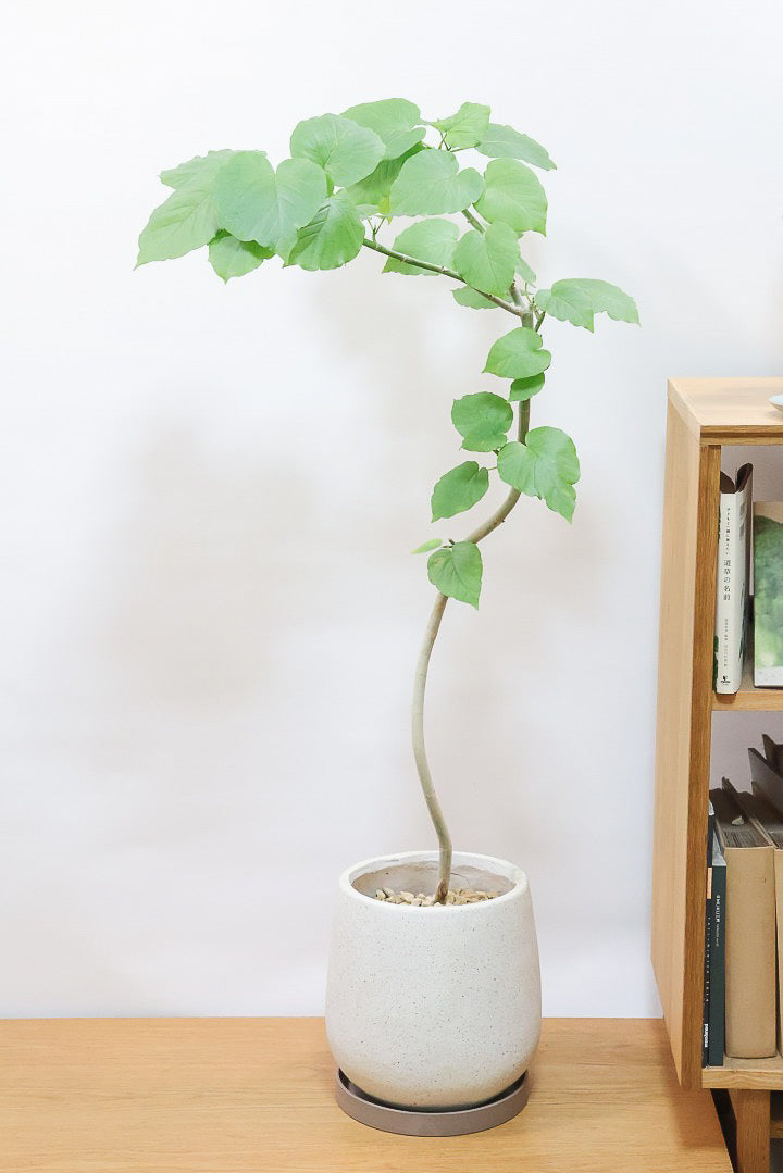 【ウンベラータ】今までにない個性的なカーブ。これは狙って作ることができないのでまさに一期一会です！