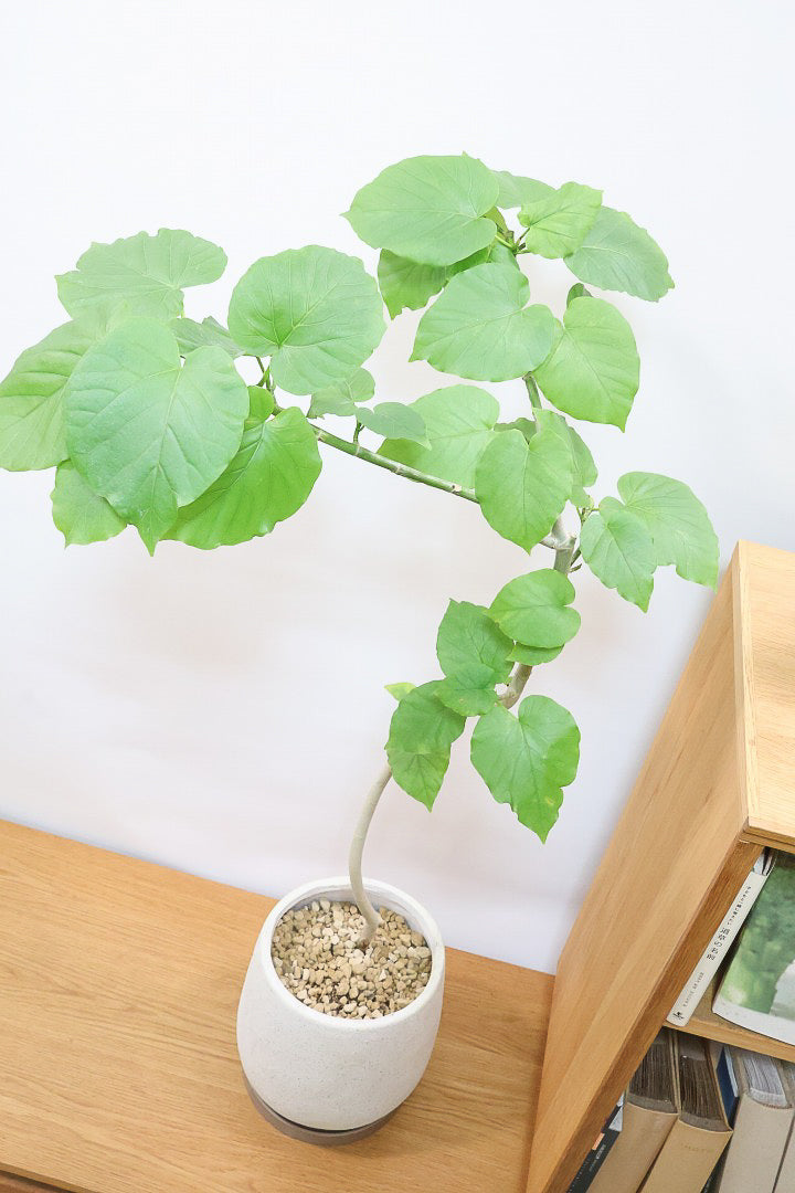 【ウンベラータ】今までにない個性的なカーブ。これは狙って作ることができないのでまさに一期一会です！